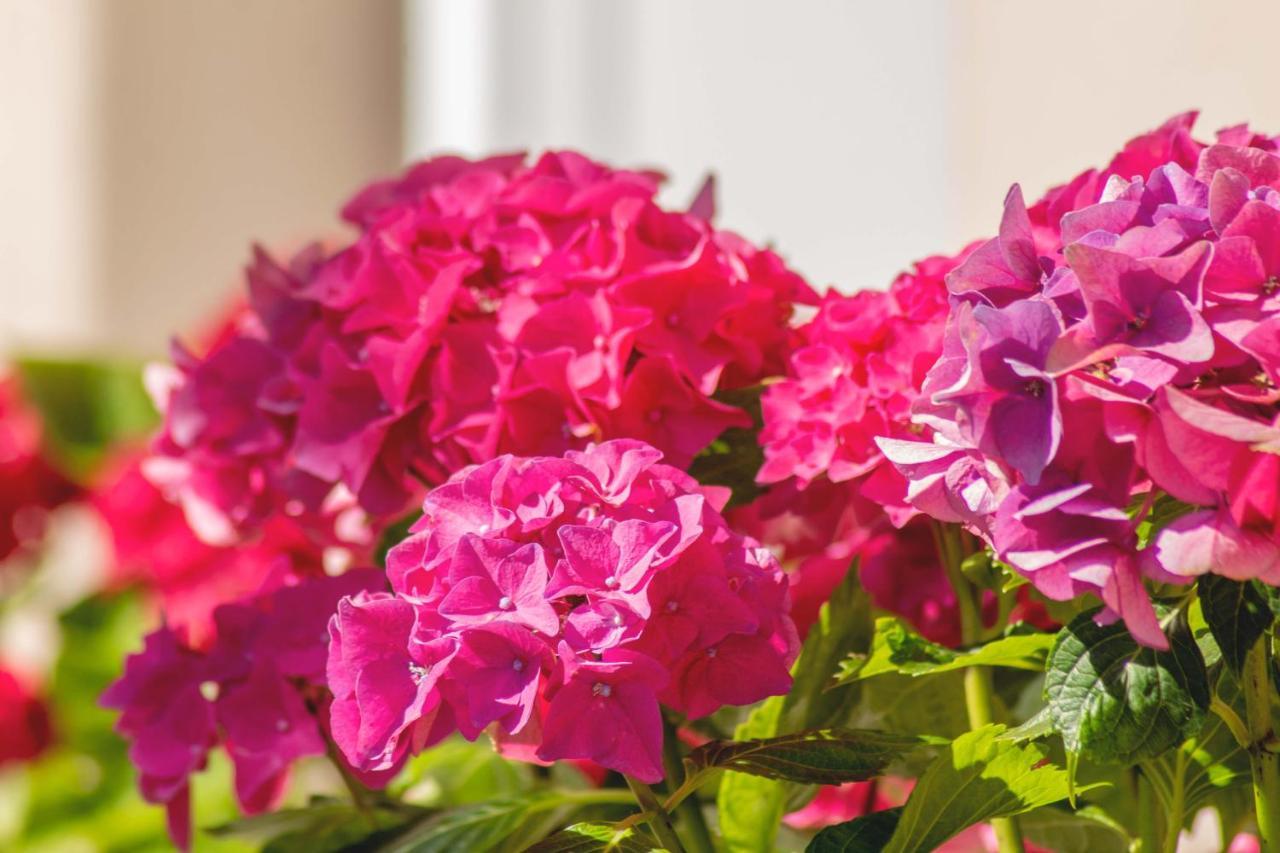 Hortensia بوجي المظهر الخارجي الصورة