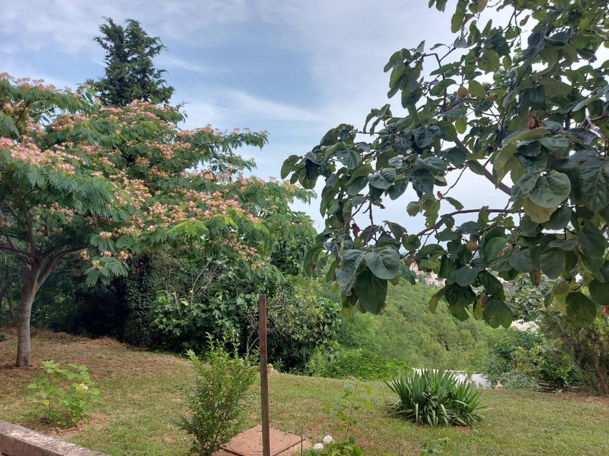 Hortensia بوجي المظهر الخارجي الصورة