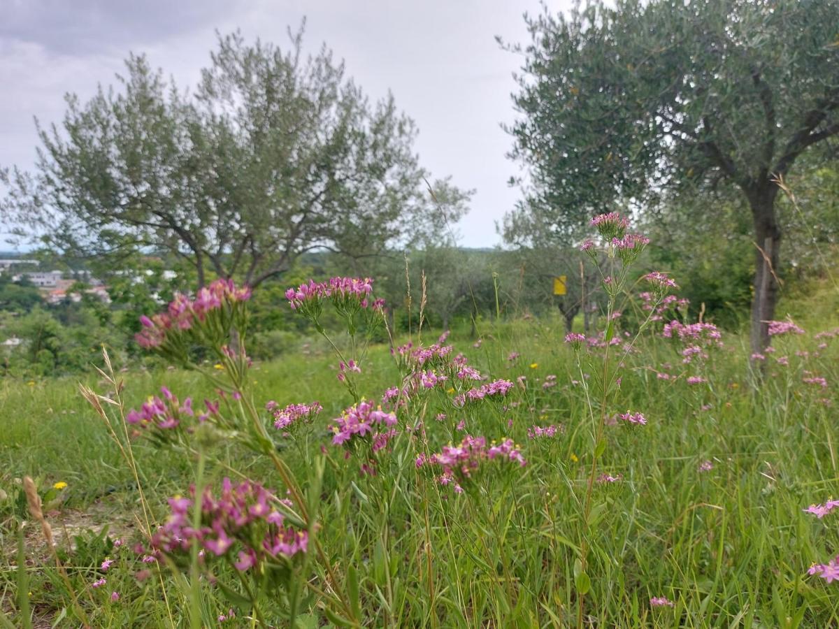 Hortensia بوجي المظهر الخارجي الصورة